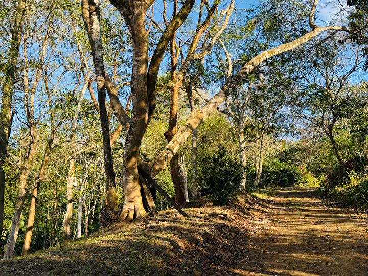 Camino interno bajo los árboles